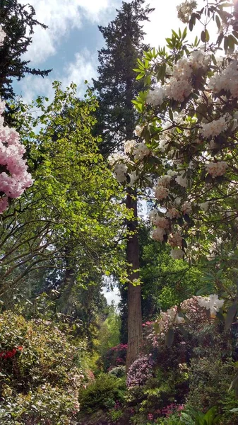 Güneşli Bir Günde Parktaki Çiçeklerin Ağaçların Çalıların Dikey Görüntüsü — Stok fotoğraf