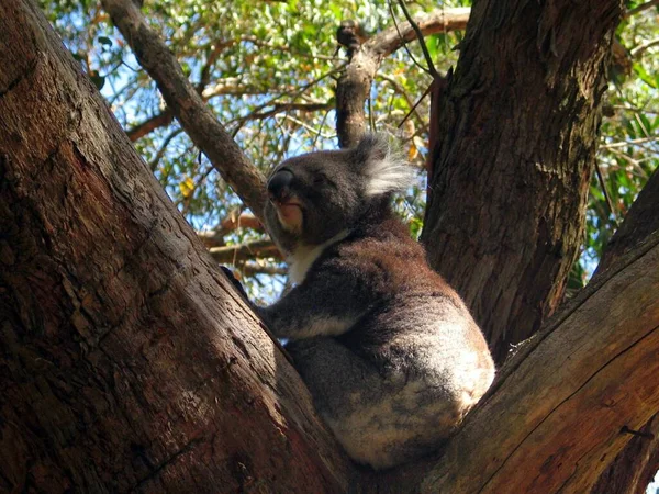 Коала Сидит Дереве Австралии — стоковое фото