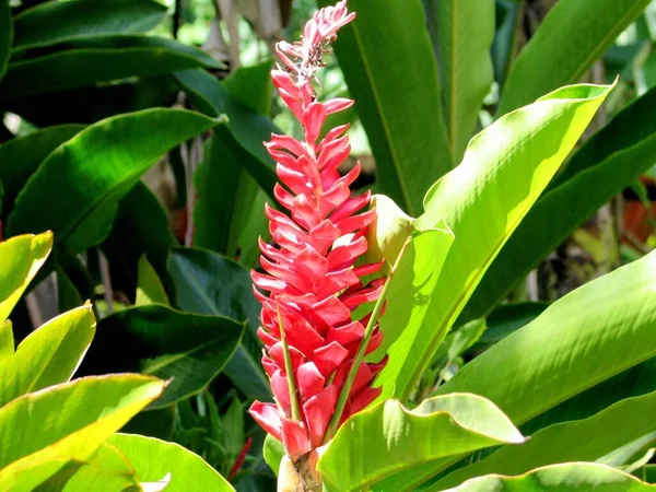 Gros Plan Une Fleur Rose Aux Feuilles Vertes Tahiti Polynésie — Photo