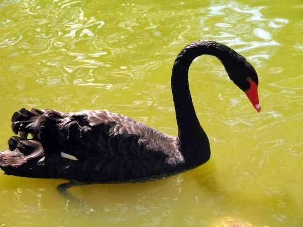 Cisne Negro Agua Australia —  Fotos de Stock