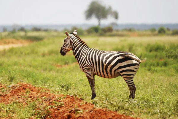 Nahaufnahme Eines Zebras Grasland Des Tsavo East National Park Kenia — Stockfoto