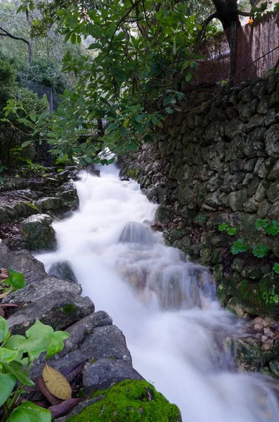 Plan Vertical Cours Eau Entouré Arbres Plantes — Photo