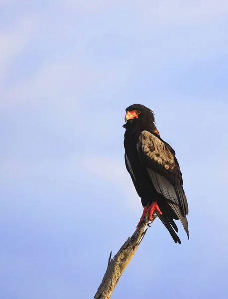 Egy Függőleges Kép Egy Fenséges Bataleur Eagle Ről Egy Ágon — Stock Fotó