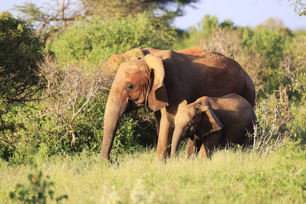 Deux Éléphants Les Uns Côté Des Autres Dans Parc National — Photo