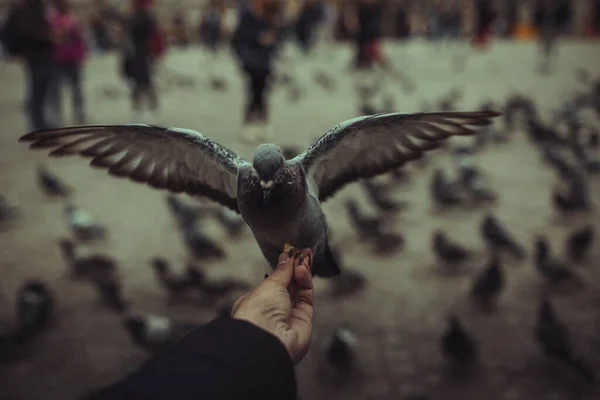 Amsterdam Netherlands Eylül 2019 Kaiwan Shaban Amsterdam Hollanda Meydanı — Stok fotoğraf