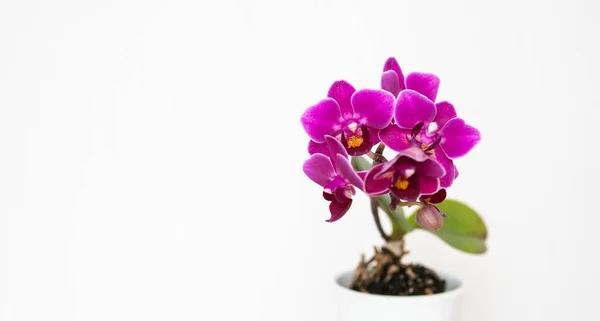 Tiro Close Flores Roxas Bonitas Orchid Isoladas Fundo Branco — Fotografia de Stock