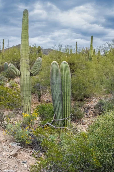 Sceny Pustyni Sonoran Poza Tucson Arizona Tym Wiele Rodzajów Kaktusów — Zdjęcie stockowe