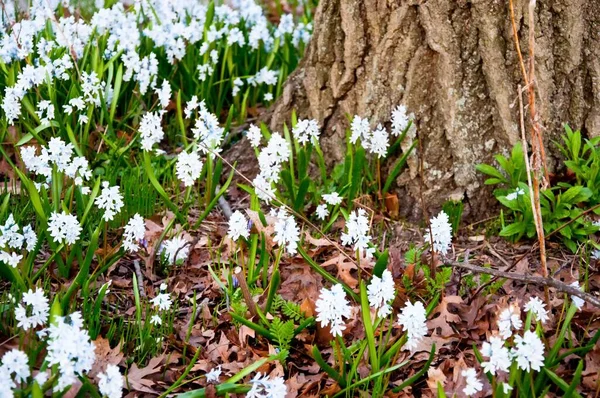 Beautiful View White Flowers Tree — Stock Photo, Image