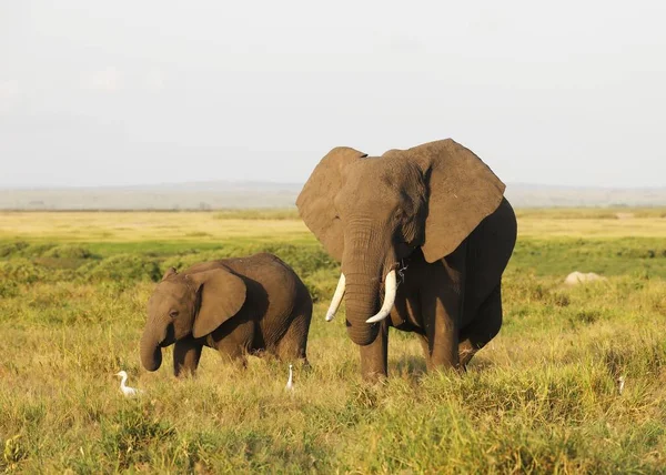 Une Mère Bébé Éléphant Marchant Sur Savane Parc National Amboseli — Photo