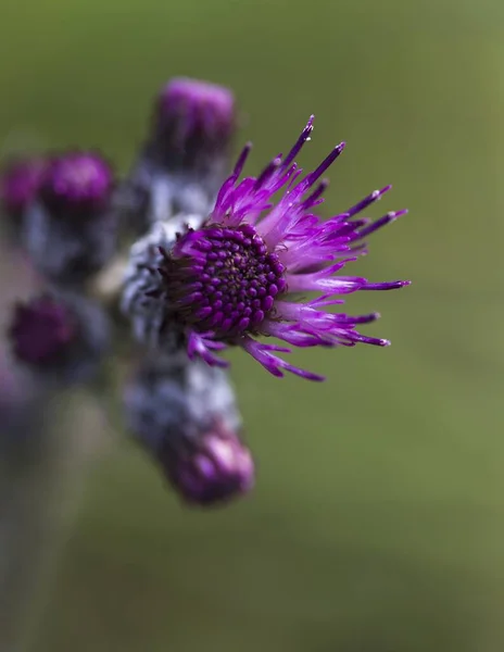 Disparo Vertical Cardo Flor Púrpura Con Fondo Borroso —  Fotos de Stock