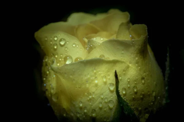 Nahaufnahme Einer Nassen Gelben Rose Mit Schwarzem Hintergrund — Stockfoto