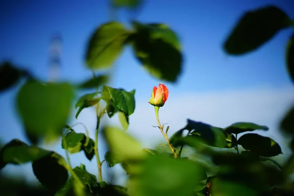 Lonely Rose Full Bloom Summer Garden Leaves — Stock Photo, Image