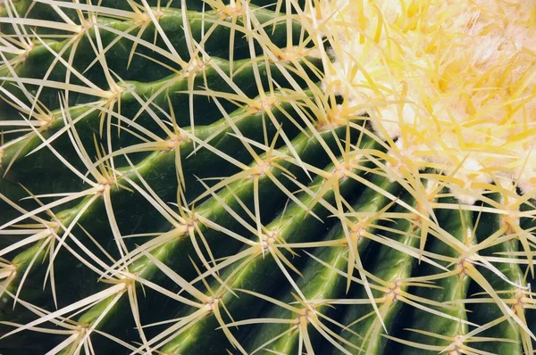 Louis United States Mar 2012 Closeup Golden Ball Cactus — 图库照片