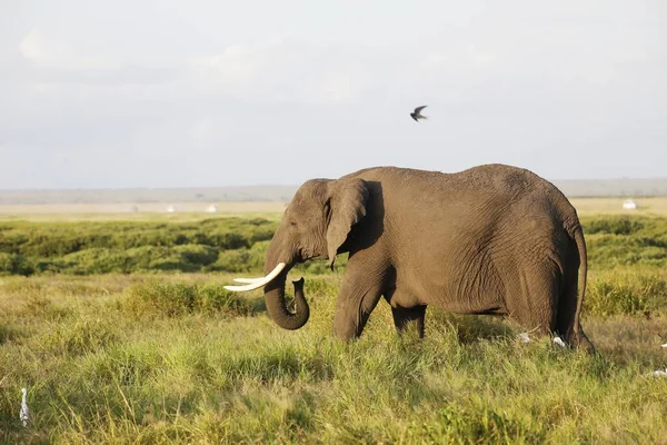 Gros Plan Éléphant Marchant Sur Savane Parc National Amboseli Kenya — Photo