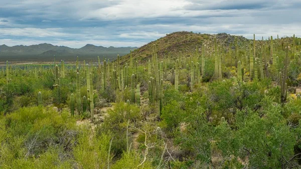 Cenas Deserto Sonoran Fora Tucson Arizona Incluindo Vários Tipos Cactos — Fotografia de Stock