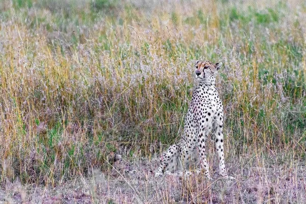 African Leopard Grassy Field Daytime — Stock Photo, Image