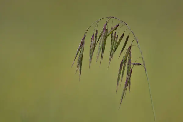 Gros Plan Une Plante Fond Flou — Photo