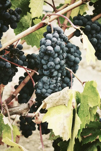 Beau Cliché Des Raisins Frais Dans Vignoble — Photo