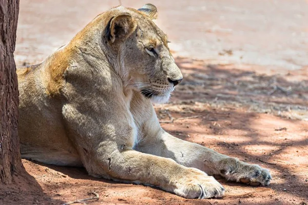 Ένα Θηλυκό Λιοντάρι Που Αναπαύεται Στο Έδαφος Μια Ηλιόλουστη Μέρα — Φωτογραφία Αρχείου