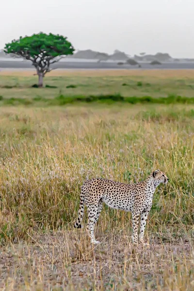 Afrikansk Leopard Ett Gräsfält Dagtid — Stockfoto