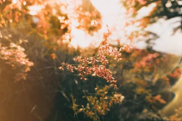 Närbild Skott Växter Och Solnedgång Ljus — Stockfoto