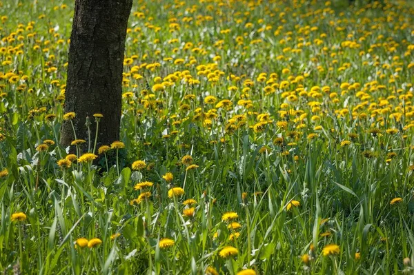 Ein Baum Umgeben Von Mehreren Gelben Blumen — Stockfoto