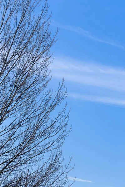 Tiro Vertical Galhos Árvores Ousadas Céu Azul — Fotografia de Stock