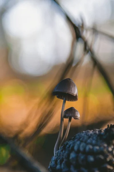 Tiro Vertical Pequenos Cogumelos Que Crescem Pinheiro Ótimo Para Fundo — Fotografia de Stock