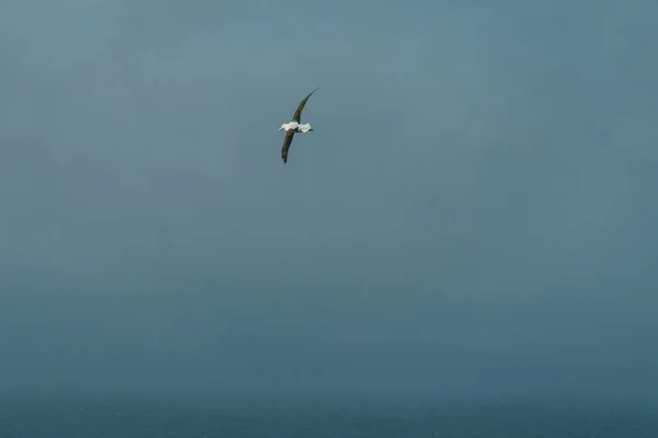Ein Niedriger Blickwinkel Auf Einen Südlichen Königlichen Albatros Der Unter — Stockfoto