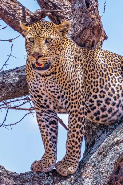 Африканский Леопард Сидящий Дереве Смотрящий Вокруг Джунглях — стоковое фото