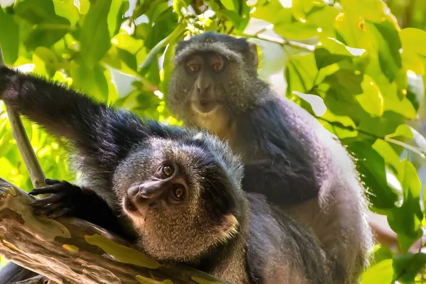 A beautiful shot of funny monkey on the tree with green leaves in the forests in Africa