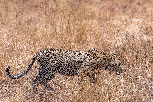 African Leopard Walking Dry Grassy Field Daytime — Stock Photo, Image