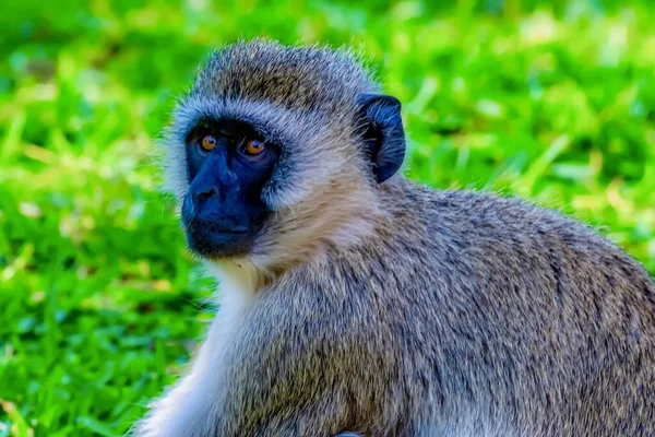 Afrika Çimlerin Üzerinde Komik Bir Maymunun Güzel Bir Fotoğrafı — Stok fotoğraf