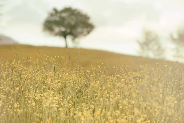 Piękny Strzał Żółtego Pola Kwiaty Drzewem Tle — Zdjęcie stockowe