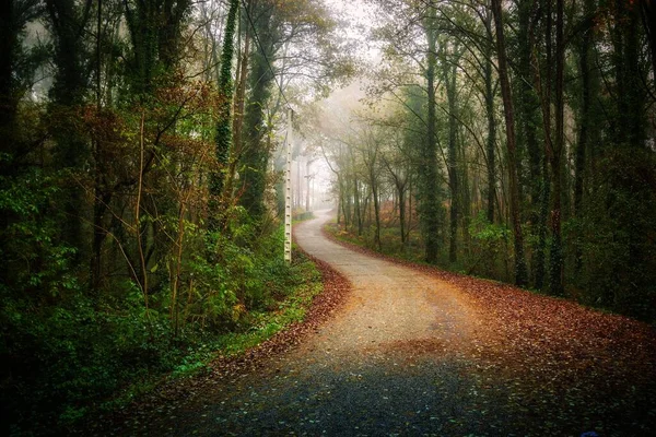 Longo Caminho Coberto Com Folhas Outono Caídas Cercadas Por Belas — Fotografia de Stock