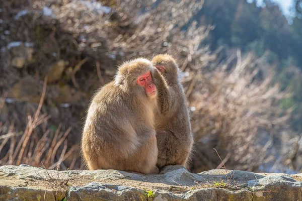 Dua Monyet Jepang Yang Lucu Satu Merawat Yang Lain Atas — Stok Foto