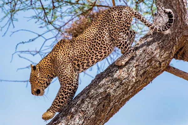 昼間にアフリカのヒョウが木から降りてきて — ストック写真