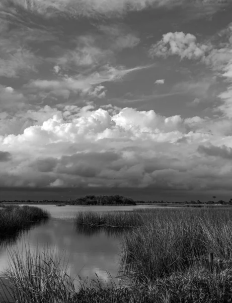 在多云的天空下 一个绿色背景的湿地的垂直灰度照片 — 图库照片