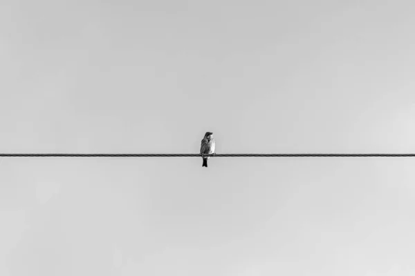 用金属丝绳拍的鸟的灰度照片 — 图库照片