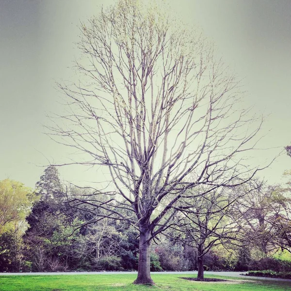 田野里一株光秃秃的树枝拍出的美丽的照片 — 图库照片