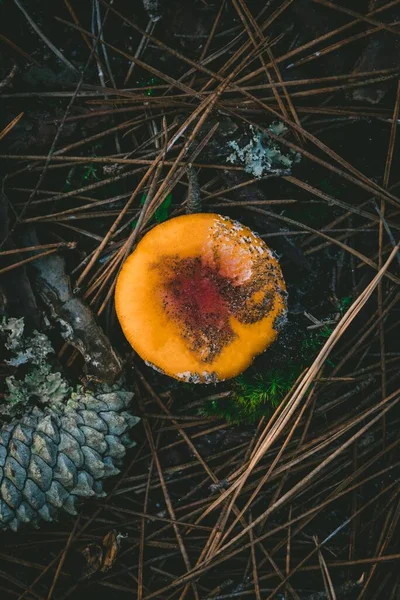 Egy Függőleges Felvétel Egy Gombáról Ami Erdőben Növekszik — Stock Fotó