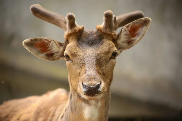 Ett Porträtt Vacker Hjort Stirrar Riktning Mot Kameran Perfekt För — Stockfoto