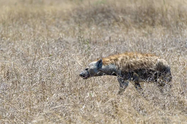 Beau Cliché Hyène Africaine Repéré Sur Une Plaine Herbeuse — Photo