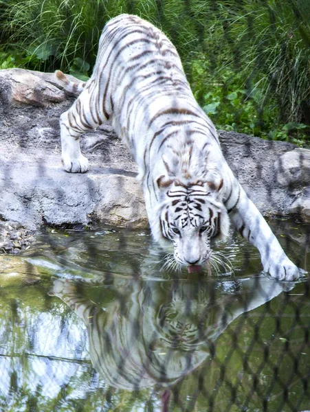 動物園の柵に囲まれた池からベンガルトラが水を飲む垂直写真 — ストック写真