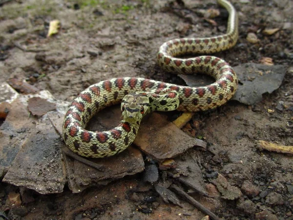 Una Peligrosa Serpiente Ratones Europea Durante Día Malta —  Fotos de Stock