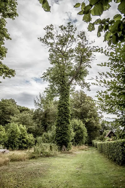 Tiro Vertical Uma Árvore Alta Com Plantas Crescendo Torno Dele — Fotografia de Stock