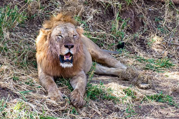 Lev Odpočívající Trávě Křoví Během Dne — Stock fotografie