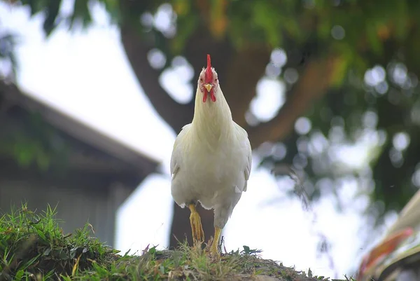 Ένα Κοντινό Πλάνο Ενός Λευκού Κόκορα Στέκεται Στο Έδαφος Κάτω — Φωτογραφία Αρχείου