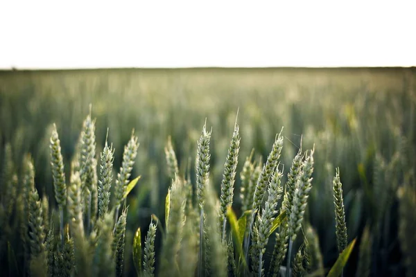 Une Mise Point Sélective Herbe Sur Terrain Parfait Pour Arrière — Photo