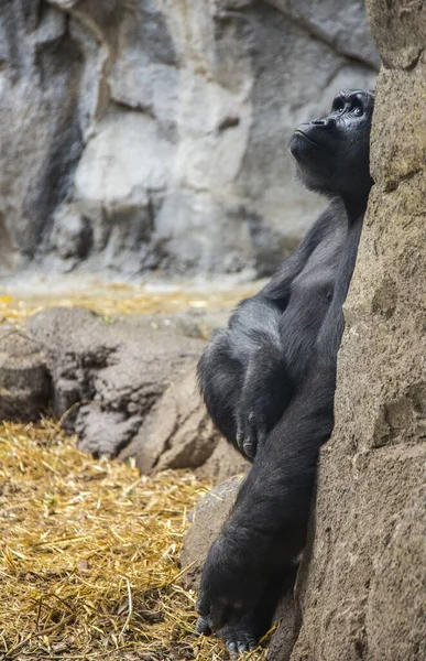 Primo Piano Verticale Gorilla Seduto Una Roccia Che Guarda Cielo — Foto Stock